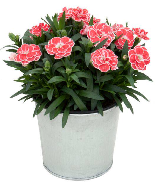 新品奥斯卡康乃馨石竹庭院植物阳台花卉多年生耐寒时令草本花卉