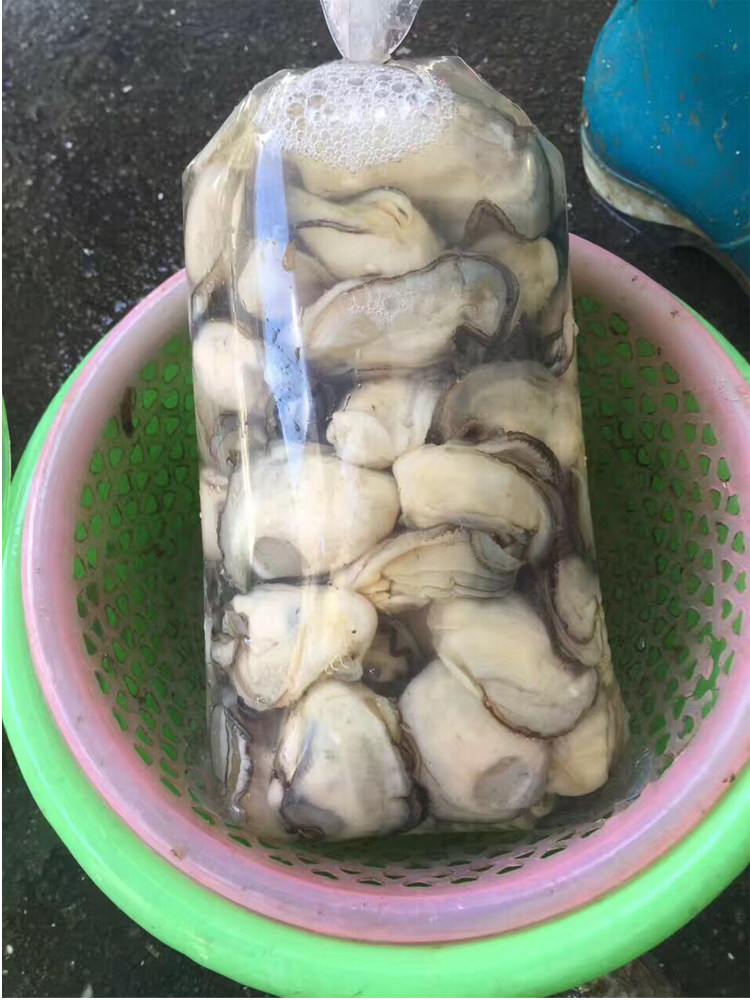 新鲜生蚝野生牡蛎鲜活生蚝海乳山杜蛎大生当天生蚝