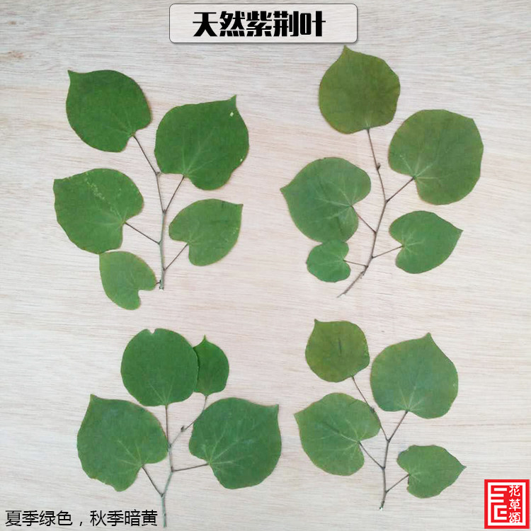 花草天然紫荆树叶植物标本书签儿童diy拼图干花