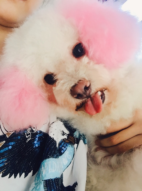 宠物染发剂狗狗毛发比熊博美染毛剂彩色去脏漂白美容剪