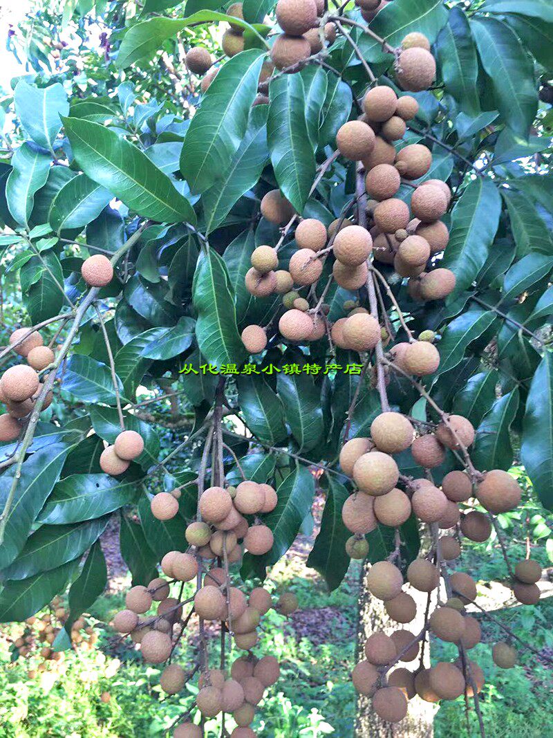 广东顺丰包邮从化龙眼5斤新鲜石硖大桂圆时令龙眼
