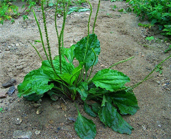 包邮带新鲜平车车前车前草草苗盆栽野生中草药材绿植