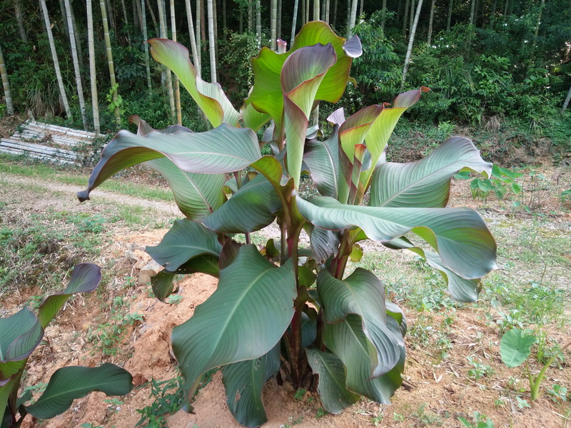 蕉芋绿化紫叶美人蕉花池花卉庭院绿植室外植物观叶带