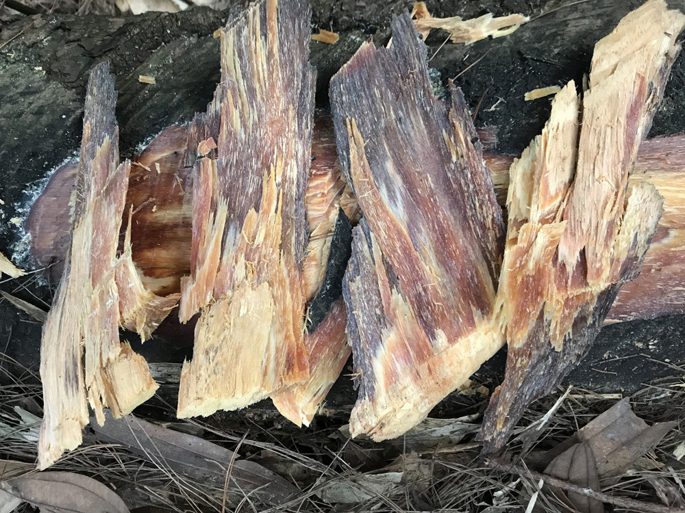 广西地道中药材 500g 老品油性足 野生老松节松明 油松节 松节 - 爱购