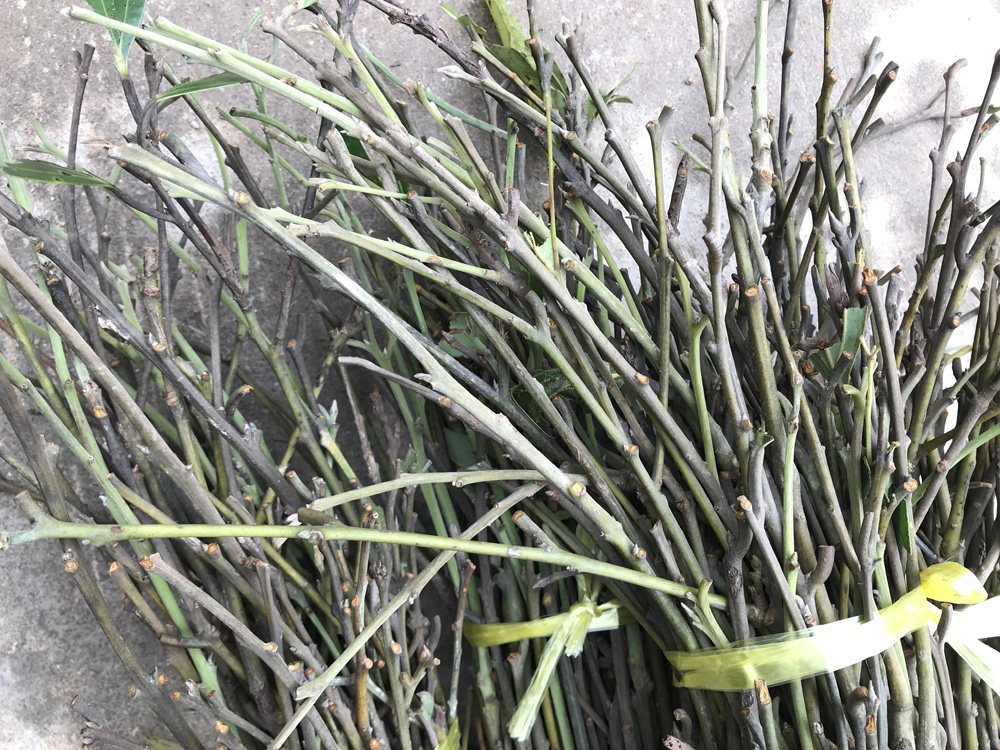 满50元包邮新鲜桂枝尖桂枝条肉桂枝规格大小按要求500g