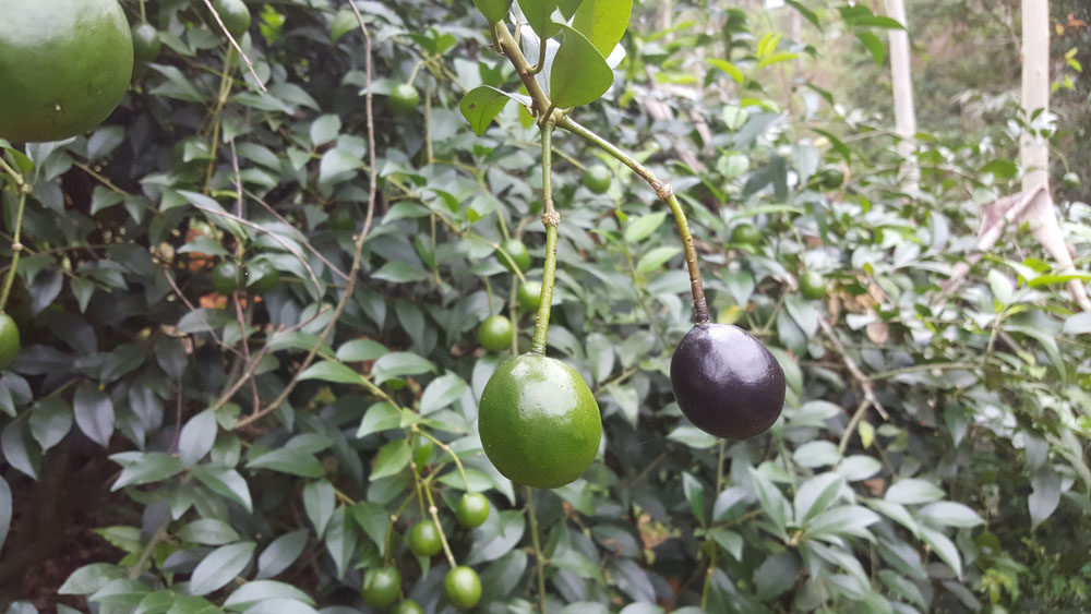 2019年野生药材屈头鸡 水三七,土三七,水鸡头 新鲜现采 500g