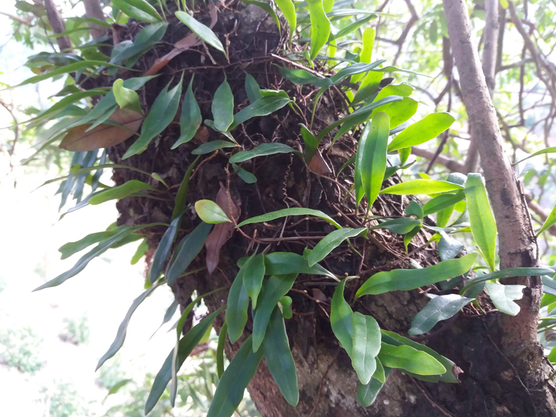 石韦广西新鲜中药材天然石苇长柄树生一斤一份绿植