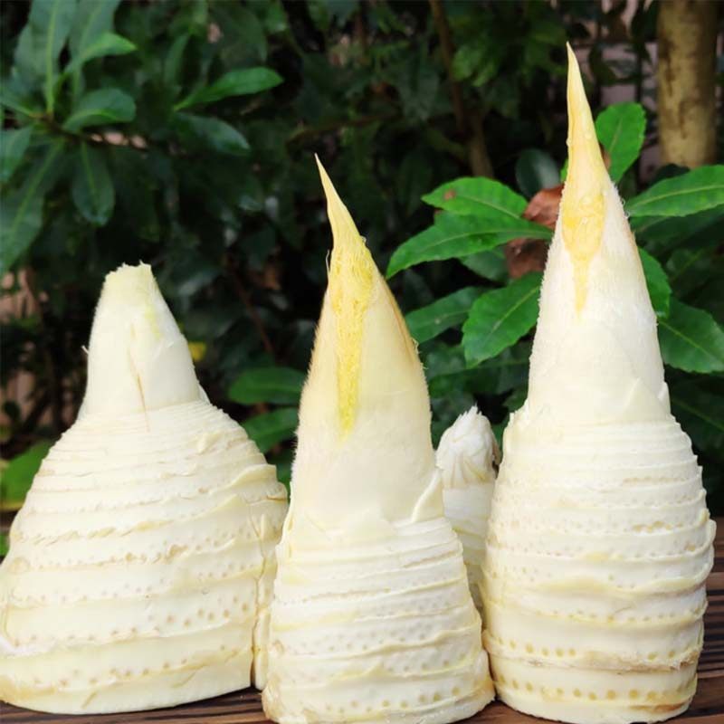 新鲜竹笋建瓯冬笋蔬菜黄泥笋现野生农家老根笋类制品