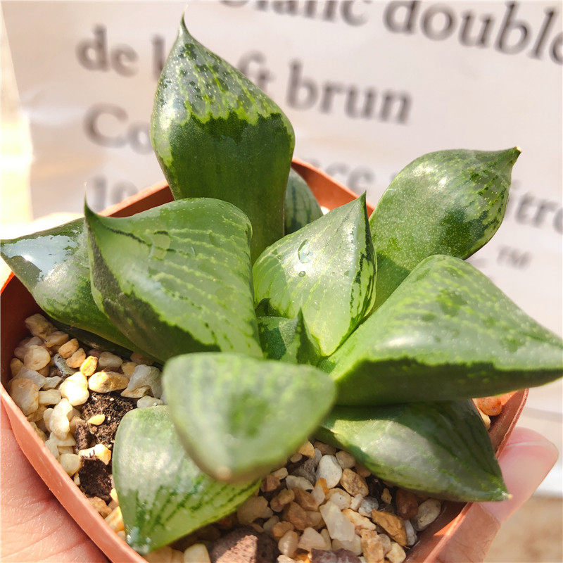 多肉植物十二卷属趣味萌物阿寒湖寿名品寿油亮室内桌面绿植盆栽