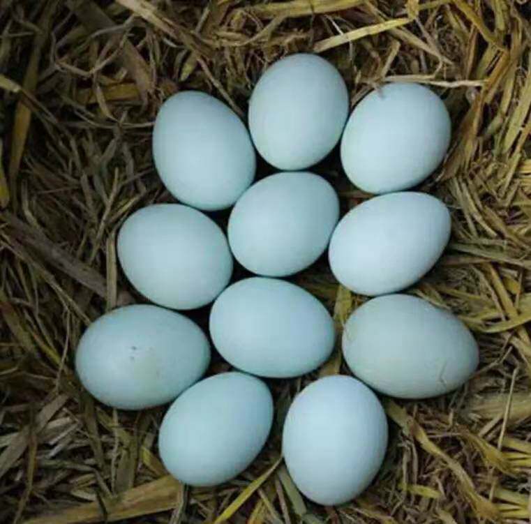 桑叶鸡蛋五黑鸡绿壳乌鸡蛋农家土鸡蛋散养新鲜40枚无抗无激素鸡蛋