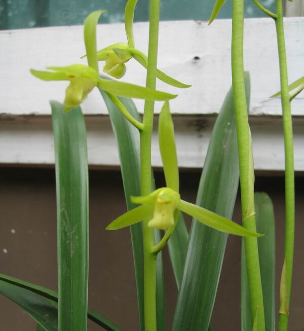 花苞报岁兰花墨兰仙殿白墨素花浓香高档办公时令草本花卉