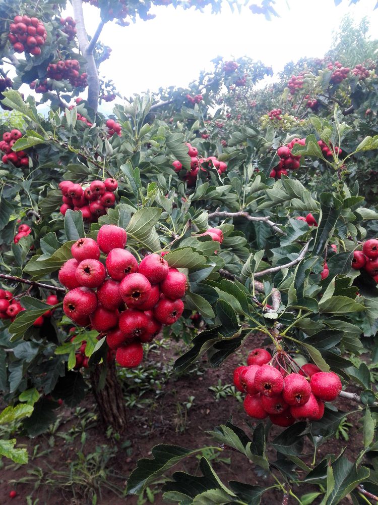 新鲜歪把红山楂山里红正宗歪把红冰糖葫芦糖雪球原料现摘现发