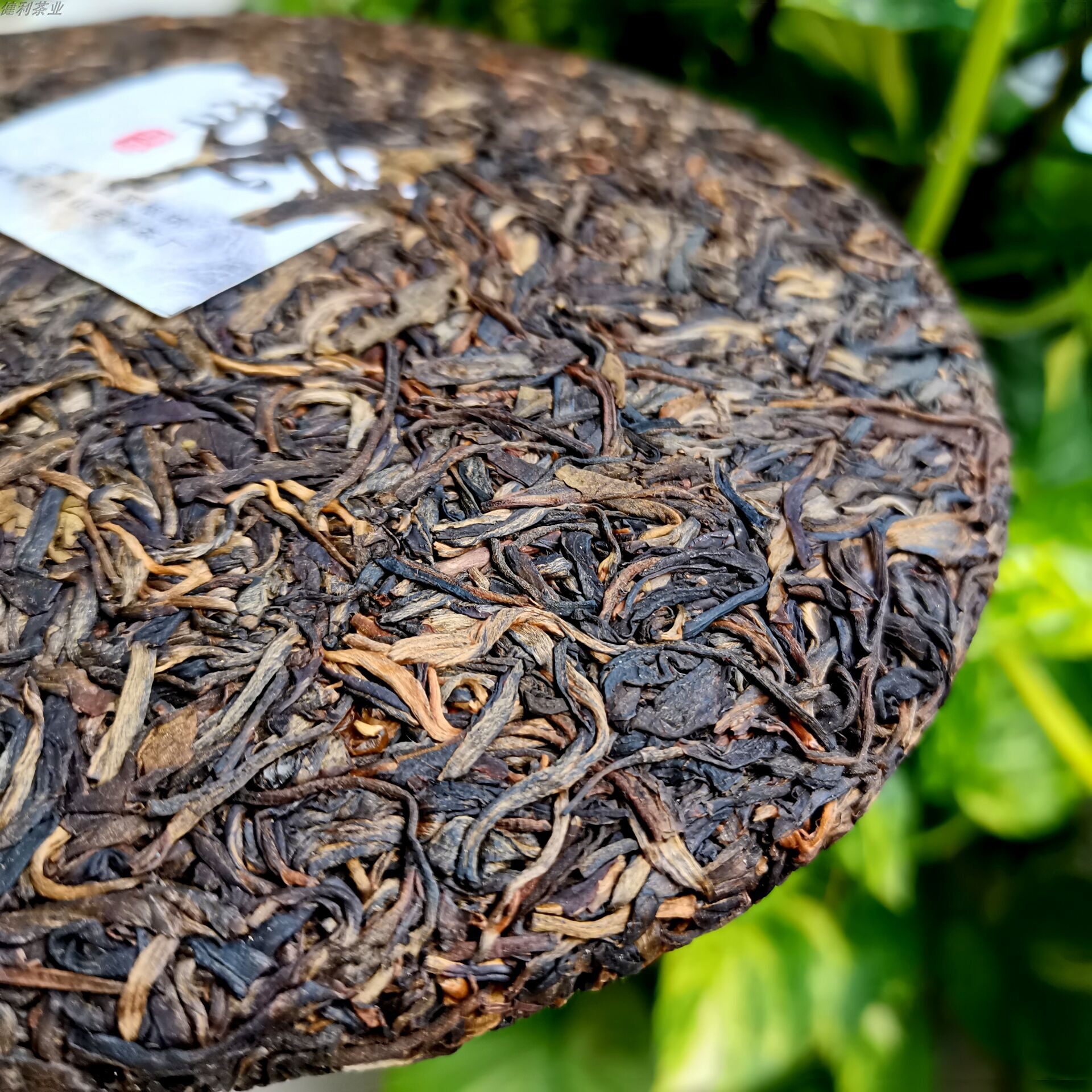 2014年勐宋高山普洱茶生茶布朗山朗山老树茶厂传统普洱