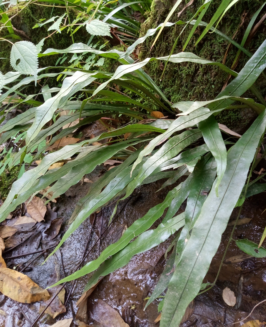 江南星南星野生新鲜大叶骨牌草旋鸡尾重庆中药材其他药食同源食品
