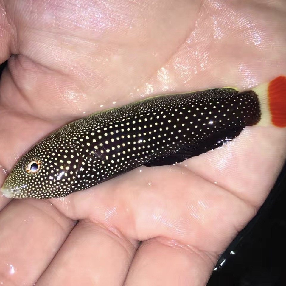 红尾珍珠龙海水观赏鱼小丑鱼活体珊瑚鱼