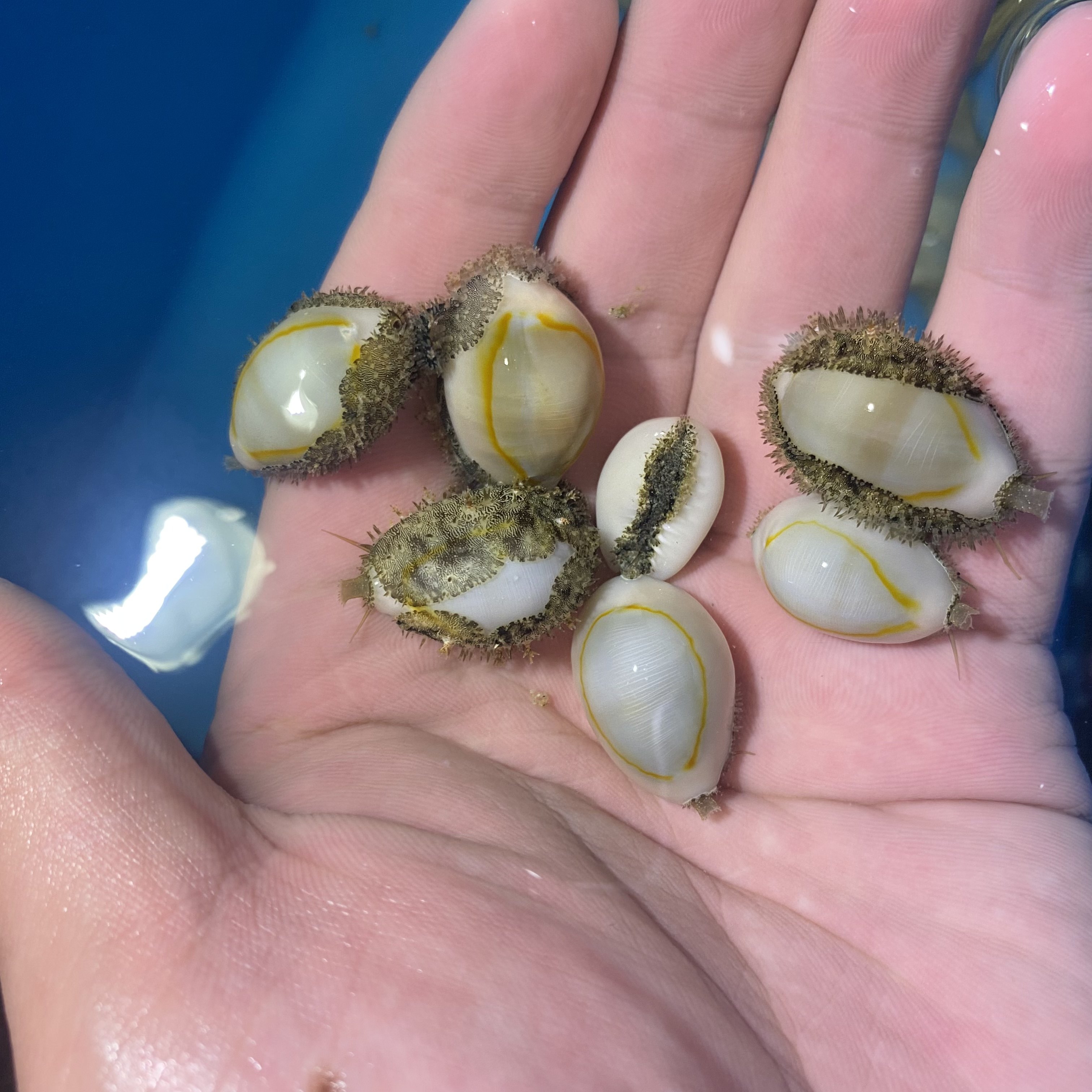 金环宝螺海水小丑鱼活体珊瑚吃藻吃红泥黑毛鱼