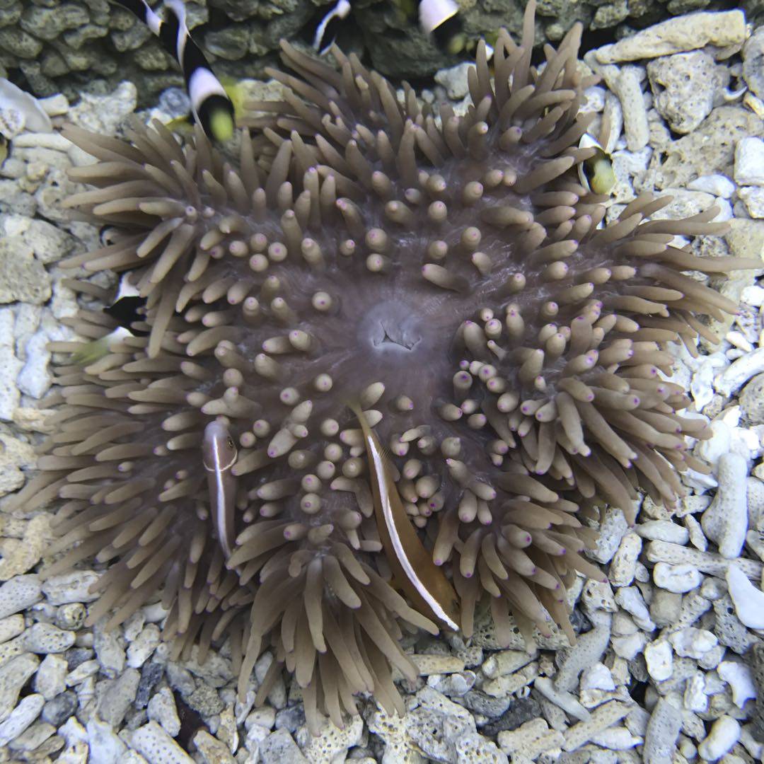 紫点白葵海水珊瑚活体小丑鱼奶嘴海葵地毯鱼