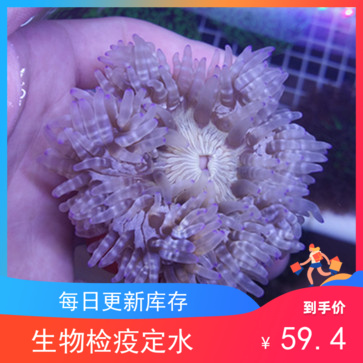 樱花海葵海水活体珊瑚小丑鱼紫点白葵奶嘴地毯鱼