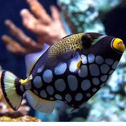 炮弹小丑海水小丑鱼活体珊瑚魔鬼鱼