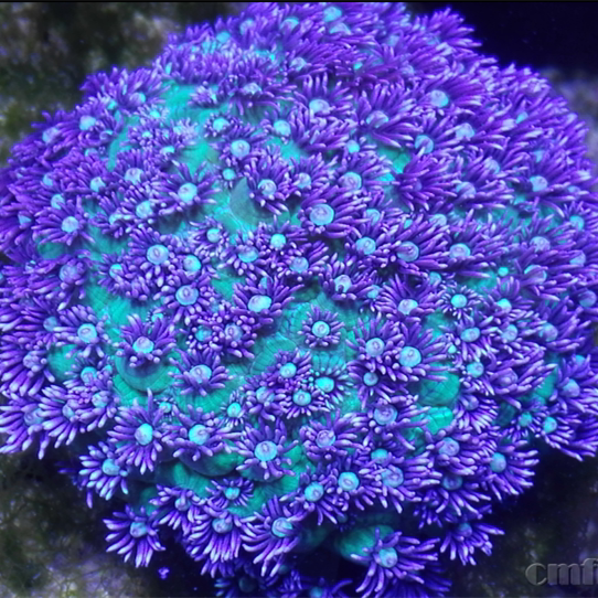 双色圆帽宝石花茉莉花珊瑚活体海水观赏鱼小丑鱼鱼