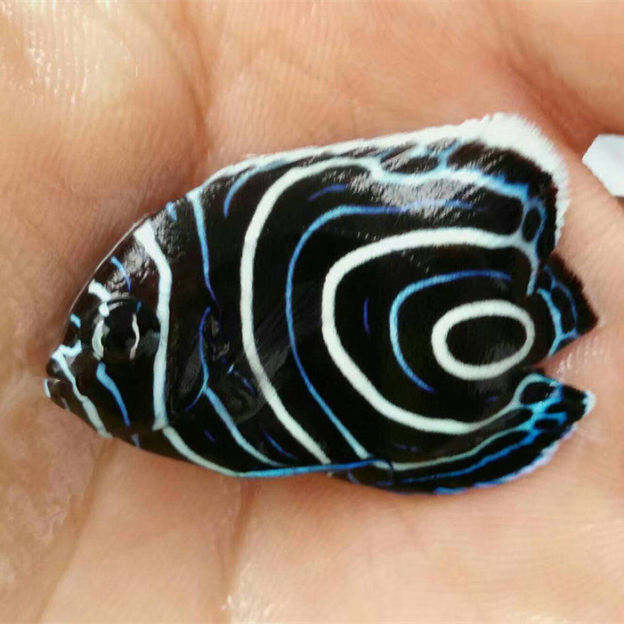 篮圈蓝圈神仙鱼蓝纹海水鱼小丑鱼活体珊瑚