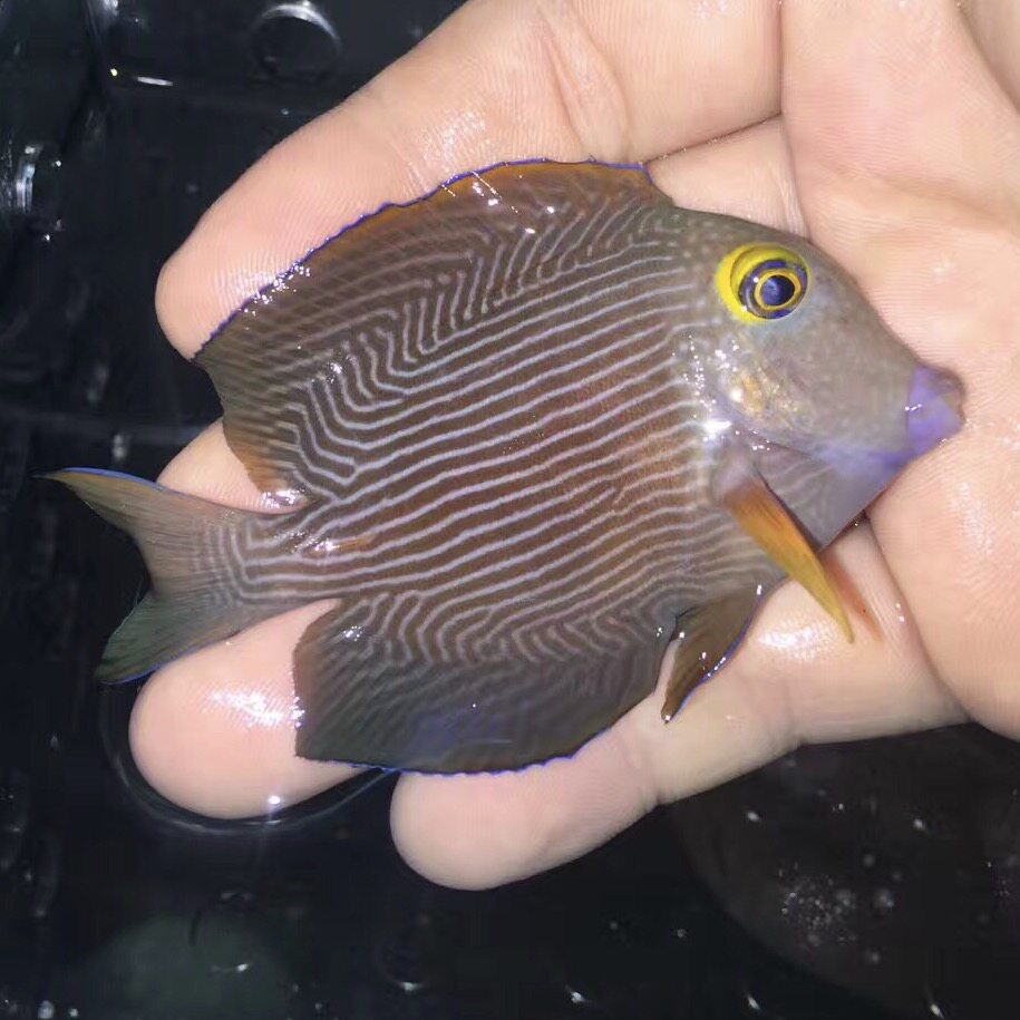 金眼吊夏威夷东非珍珠海水小丑鱼活体珊瑚鱼