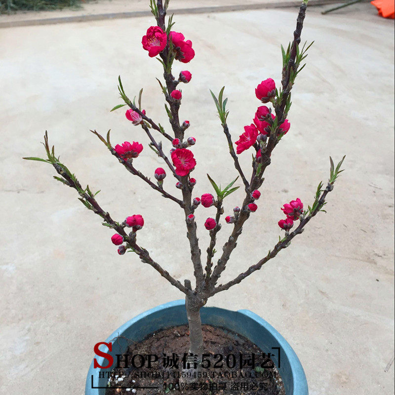 观赏桃花树苗盆栽红色重瓣寿心桃苗室内阳台时令草本花卉