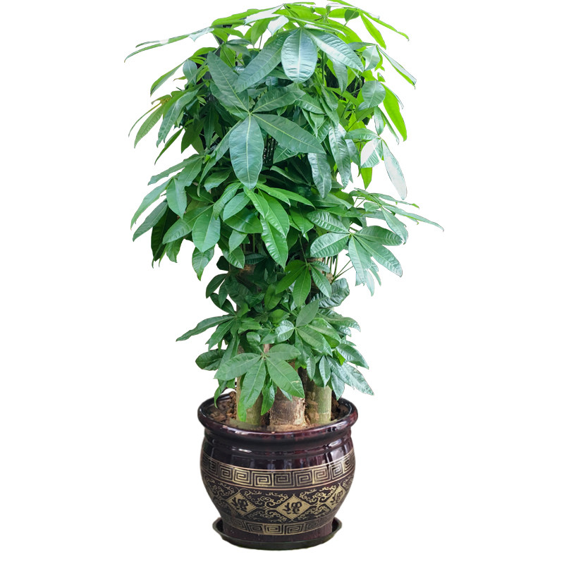 南宁五杆步步高发财树单位公司门口大盆盆栽办公室大型绿植