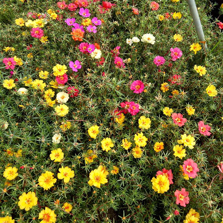 混色重瓣太阳花苗 室内外盆栽阳台 太阳花四季开花带根发货