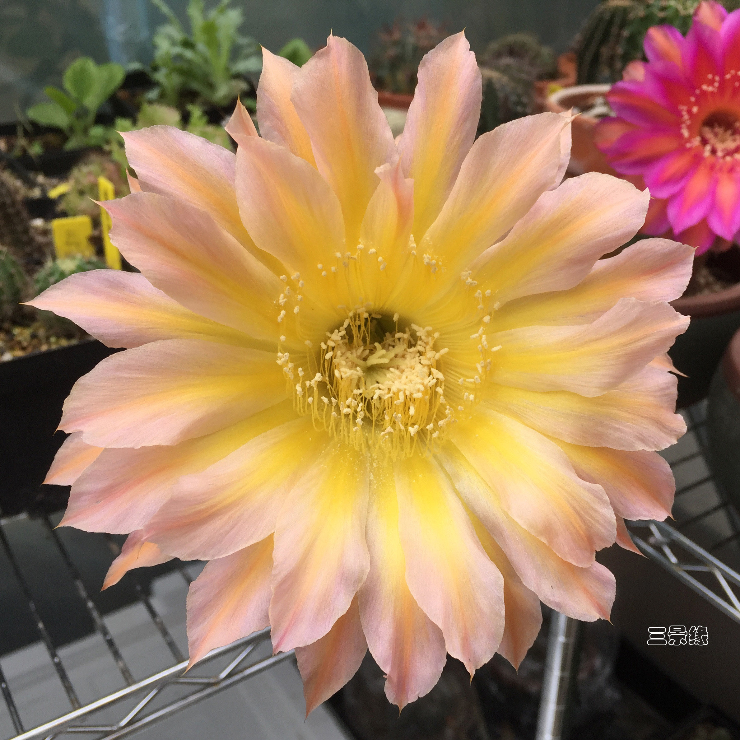 彩草席克氏 仙人球 金太阳 开花球 侧球 小球, 13cm 超大花朵