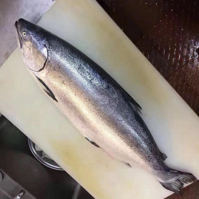 新西兰进口冰鲜三文鱼帝王鲑鱼整条85斤左右一条三文鱼