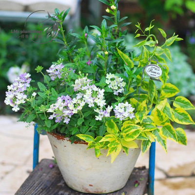 夏季花卉多年生耐热耐寒观叶垂吊植物室内阳台盆栽素馨叶白英