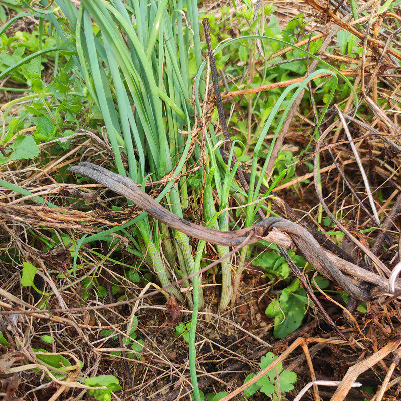 农家江西新鲜采摘野荞头野葱野蒜小根大脑蒜籽葱类