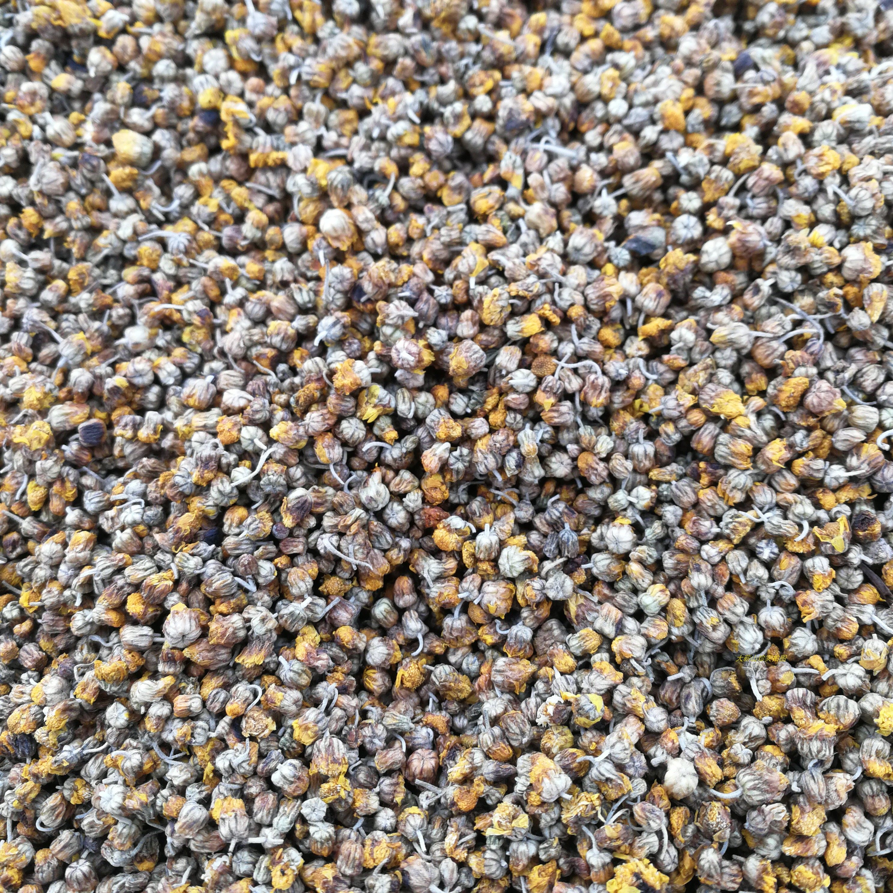 大别山纯野野生天然野菊花胎菊散装特级养生中药材传统滋补品其他