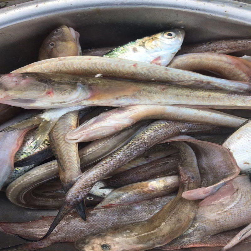 杂鱼4斤装纯野生海捕杂当天捕捞小黄黄鱼带鱼其它