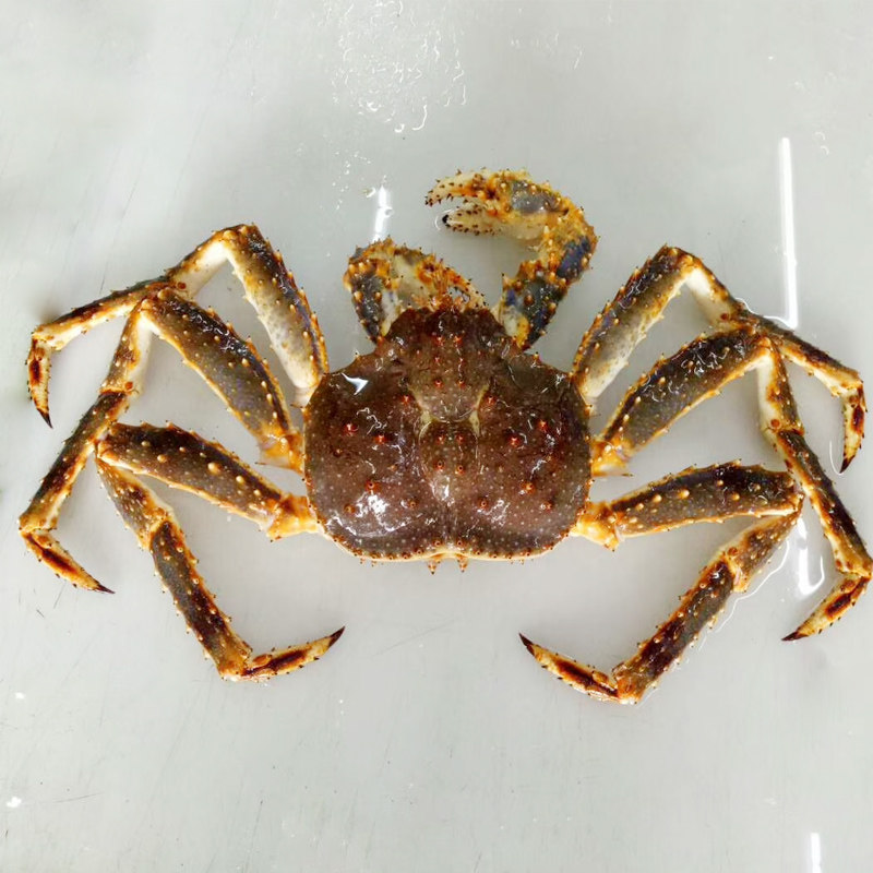 俄罗斯帝王蟹海鲜鲜活水产帝皇蟹超特大螃蟹冰鲜长脚蟹3-10斤/只