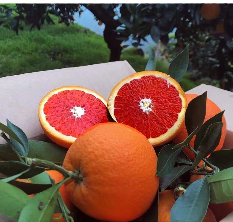 红橙大果秭归中华红橙红心橙果园现摘现发净重5斤包邮9斤能发湖北