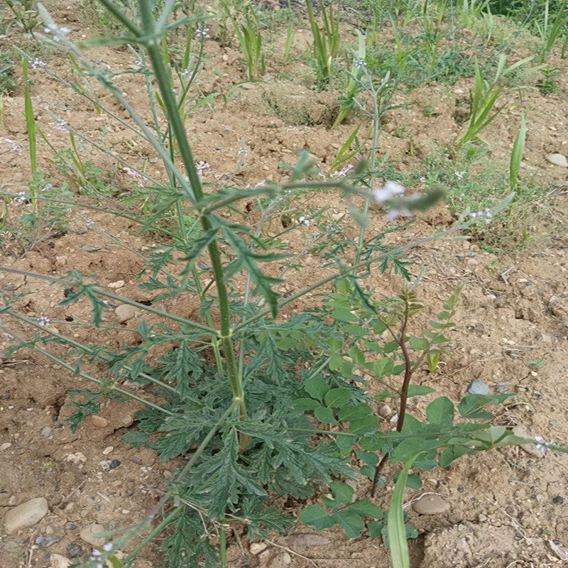 马鞭深山新鲜燕尾天然蜻蜓龙芽草铁马现采白马鞭其他药食同源食品