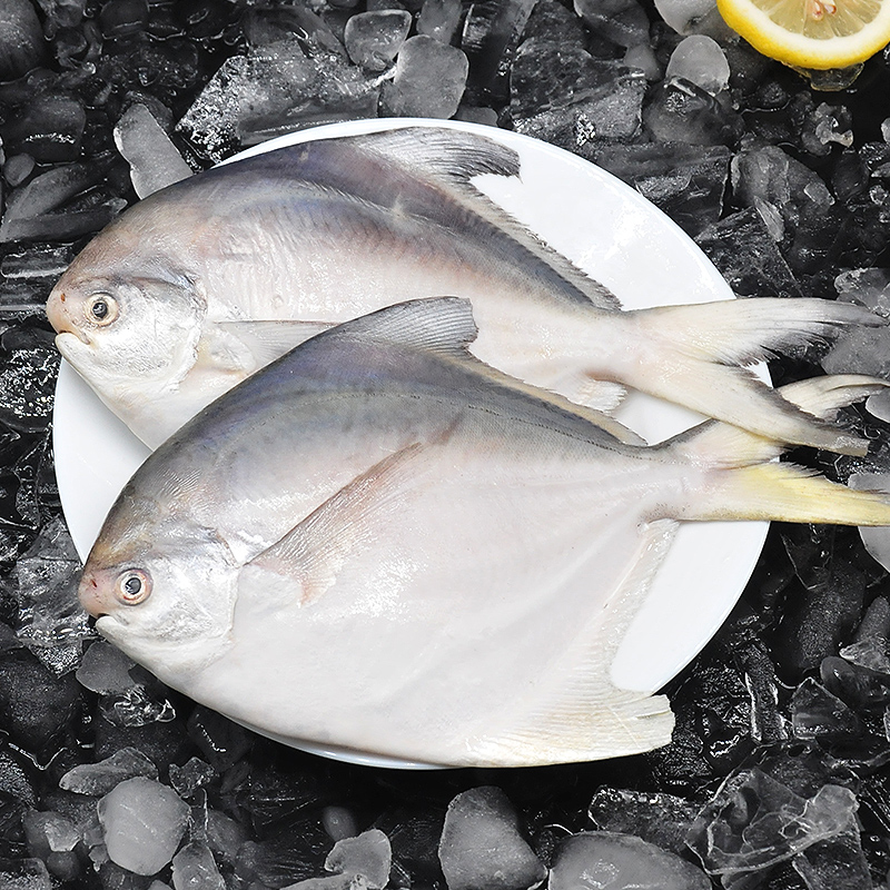 鲳鱼青岛平鱼白鲳鱼晶鱼冰鲜鲜活海鱼深海6条鲳鱼
