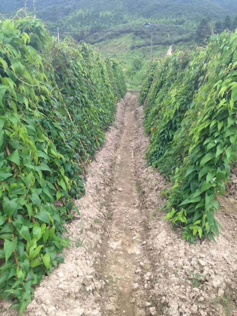 现挖新鲜山药脚板薯紫大薯毛江西赣南农家特产新鲜山药