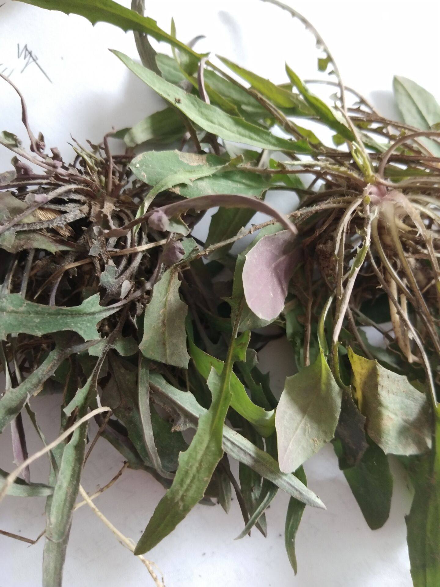 菜苦农家苦菜野生新鲜500g包邮小苦荬麻子碟子其他药食同源食品