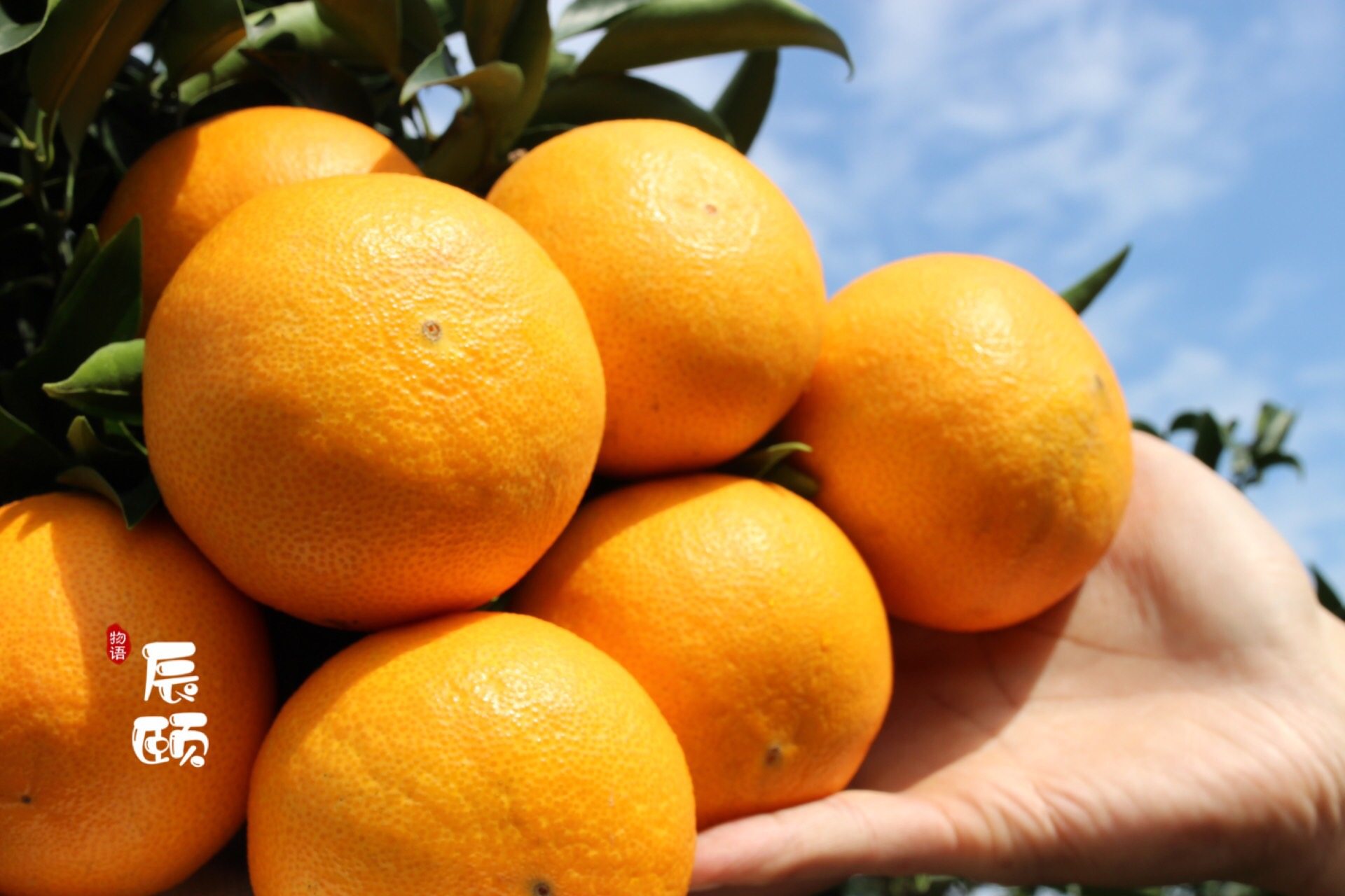 辰颐物语果园爱媛38号橘橙果冻橙现没有保鲜剂橙