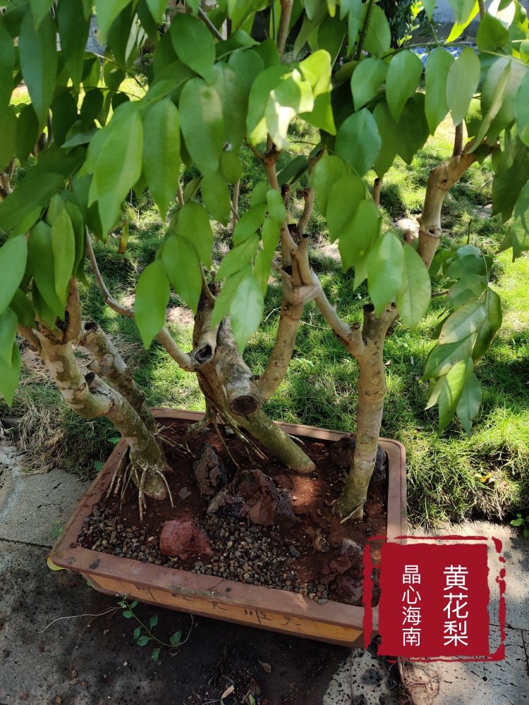 晶心海南黄花梨盆景造型庭院花卉装饰创意家居摆件户外