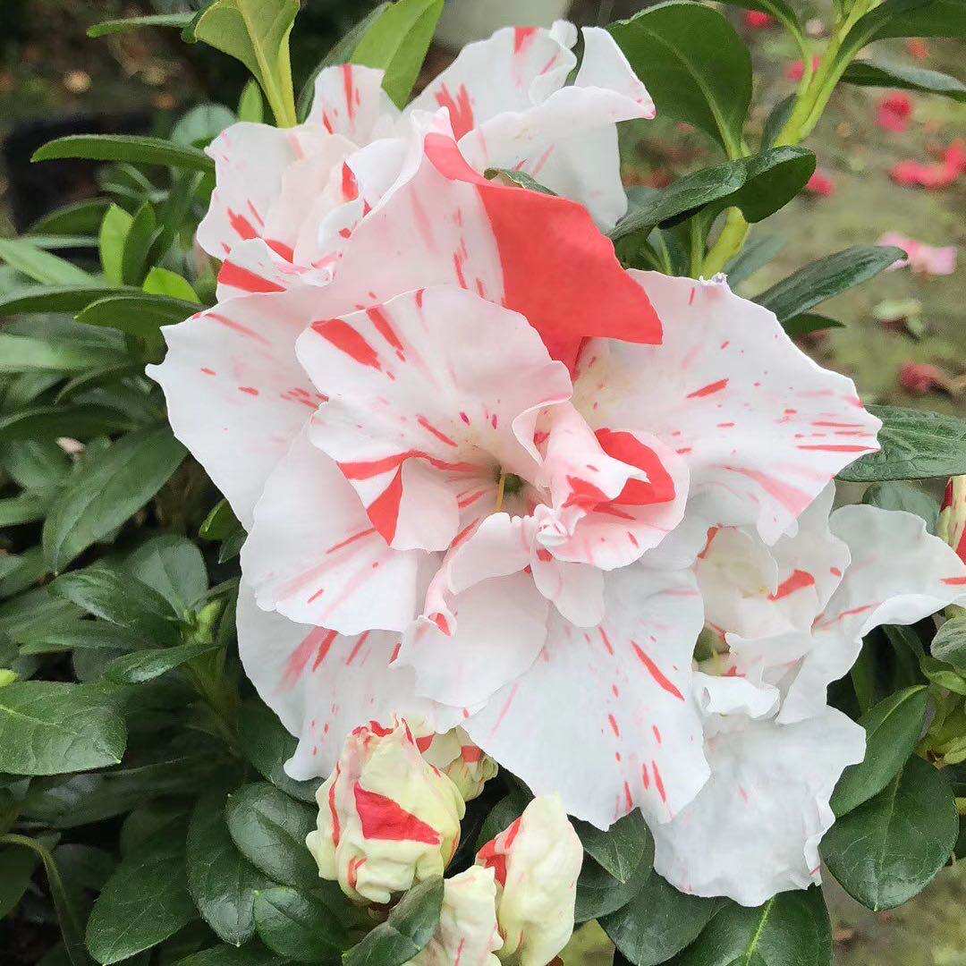 杜鹃福建五宝锦旗一树多色西洋稀有品种绿植花卉