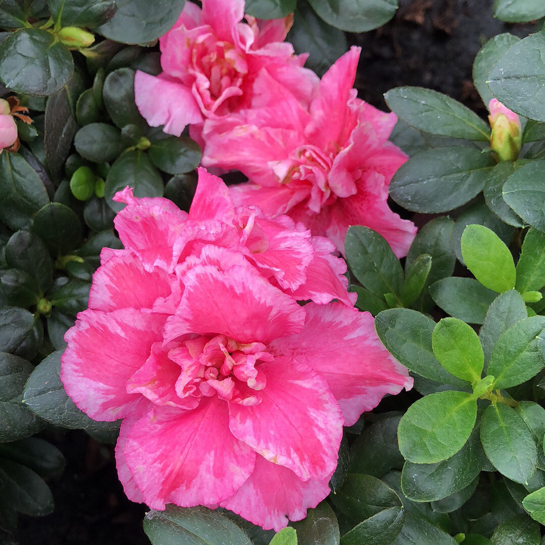 桃雪水粉白色白透粉退边绿色光辉比利时四季杜鹃花盆栽花卉