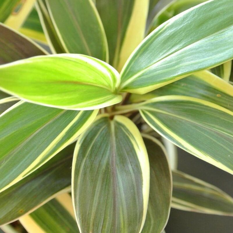 巧克力油画绿植叶绿植阳台观朱蕉宽叶条纹多色紫褐绿植