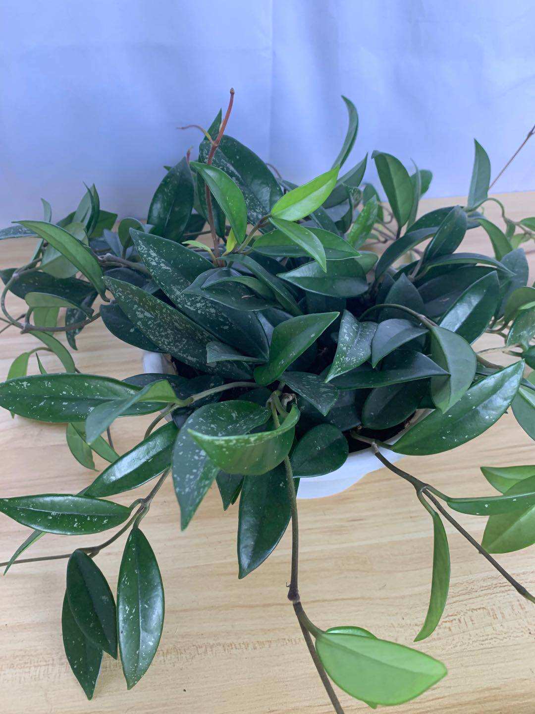 斑叶球兰垂吊攀援花卉绣球花盆盆栽绿植四季绿植