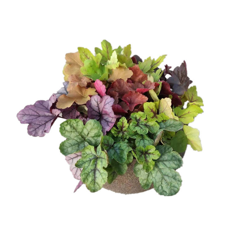 植物初十矾根盆栽大苗多年生室外室内宿根