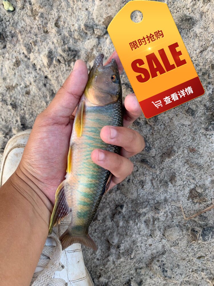 马口冷水鱼冬天不加加温桃花溪流活体鱼苗原生鱼