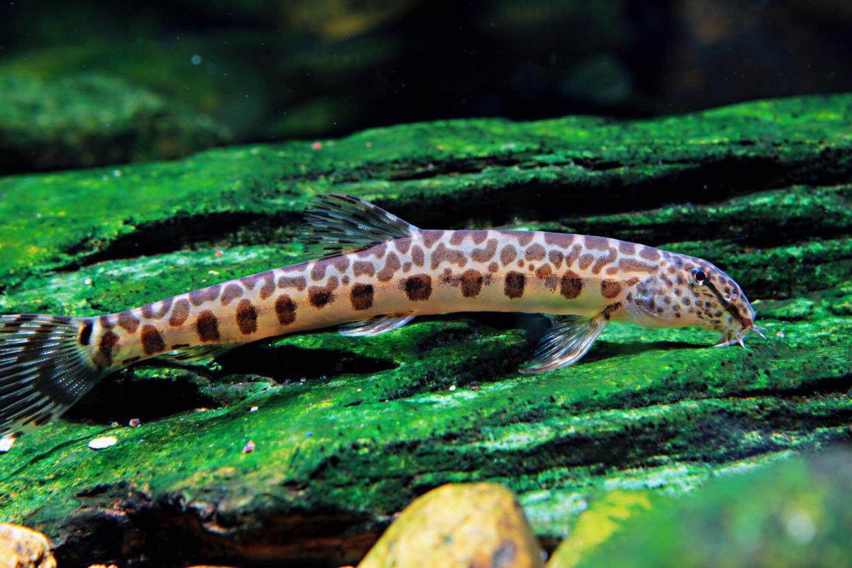 蛇仔原生冷水鱼观赏鱼中华花鳅斑点观赏溪流鱼